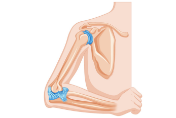 The normal anatomy of the elbow is composed of various structures that work together to enable proper functioning and movement. 